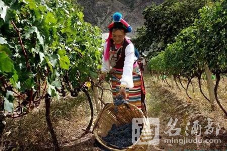 03-yunnan wine-160824(1)