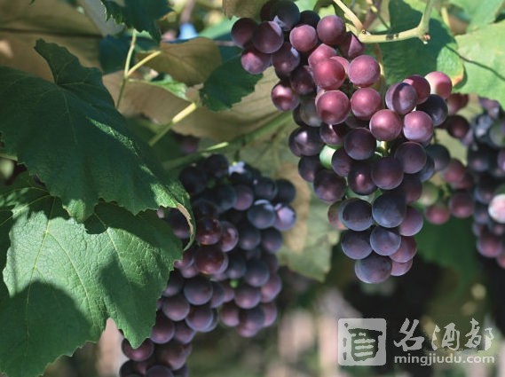 00-grape vine-20151110